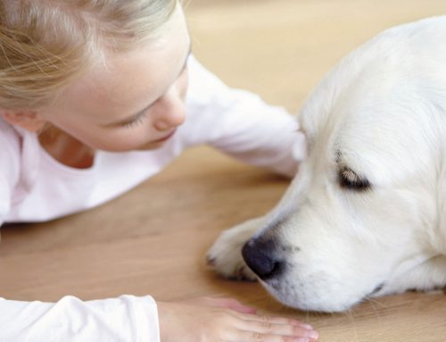 Vorteilhaftes Naturprodukt – Gesundes Wohnen mit Parkett
